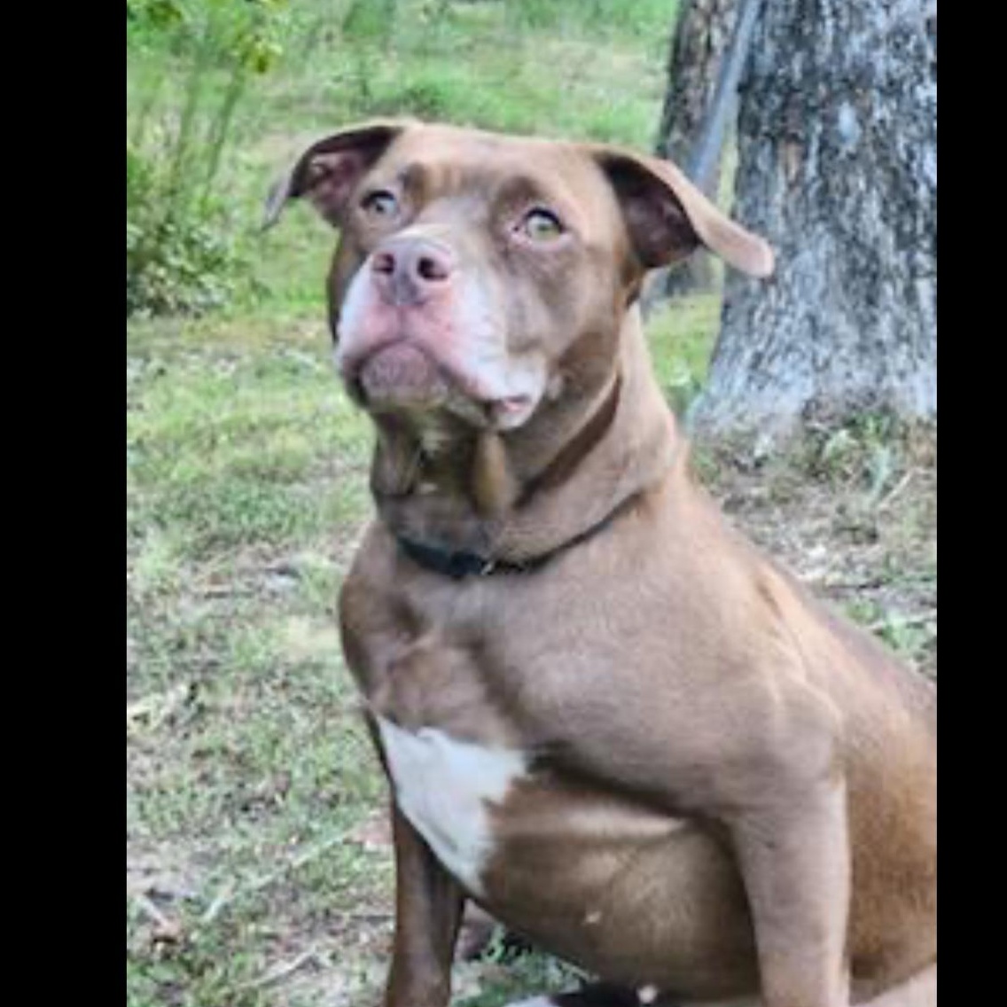 Enlarge Brook, a Adoptable mixed breed in CUMMING, GA image 1/3