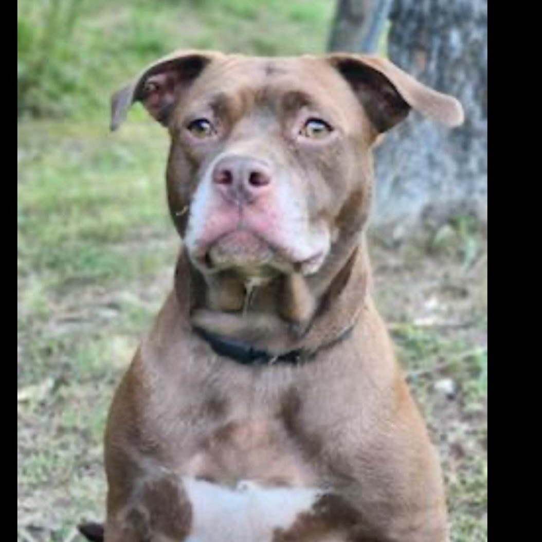 Enlarge Brook, a Adoptable mixed breed in CUMMING, GA image 2/3