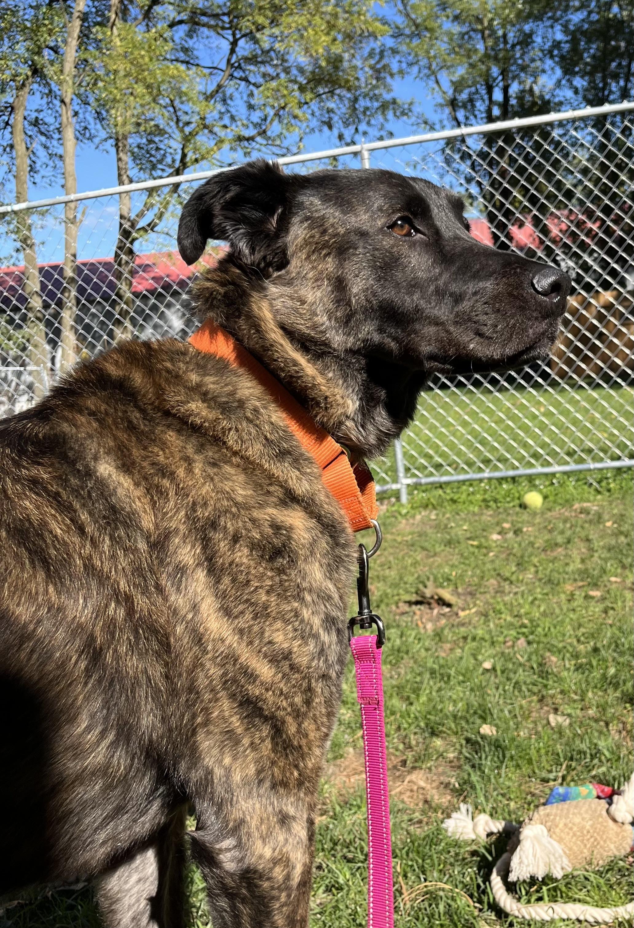 Sunny, a Adoptable mixed breed in Youngstown, OH image 6/6