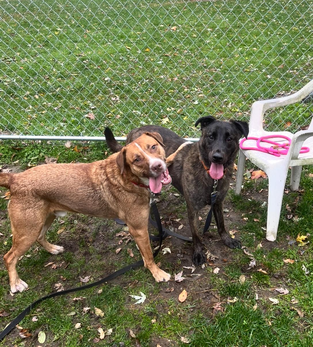 Sunny, a Adoptable mixed breed in Youngstown, OH image 2/6