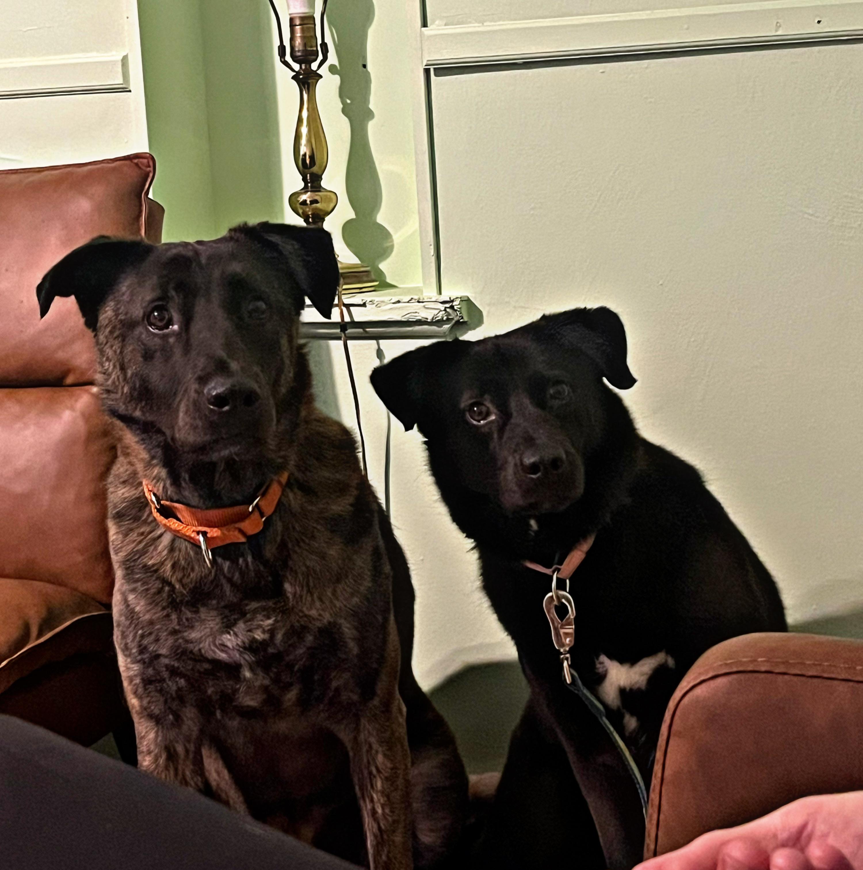 Sunny, a Adoptable mixed breed in Youngstown, OH image 4/6