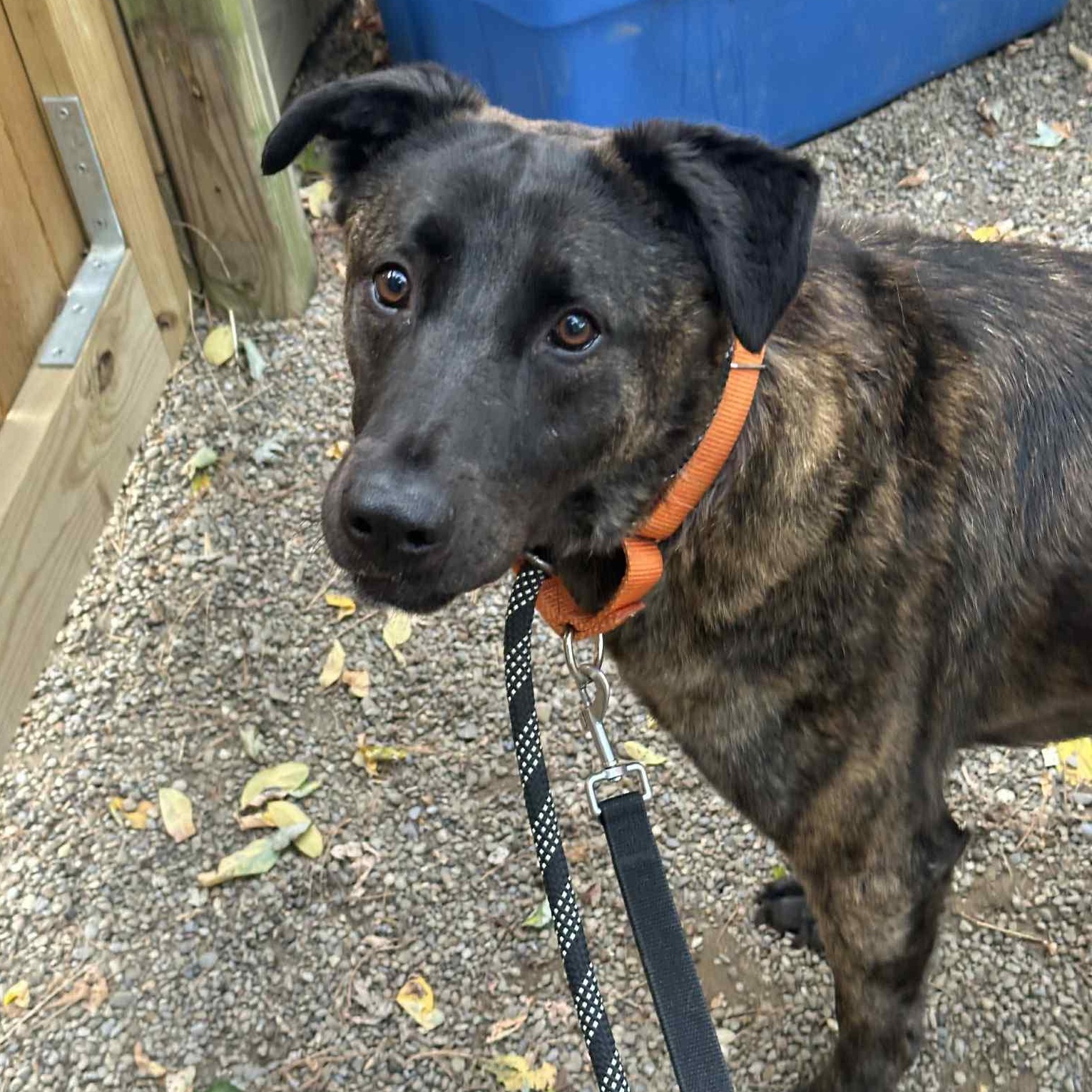 Sunny, a Adoptable mixed breed in Youngstown, OH image 1/6