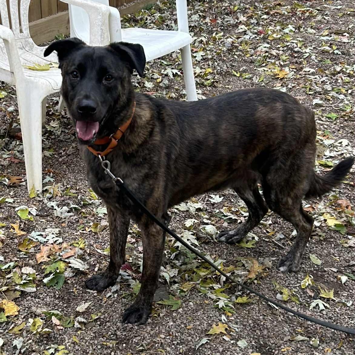 Sunny, a Adoptable mixed breed in Youngstown, OH image 3/6