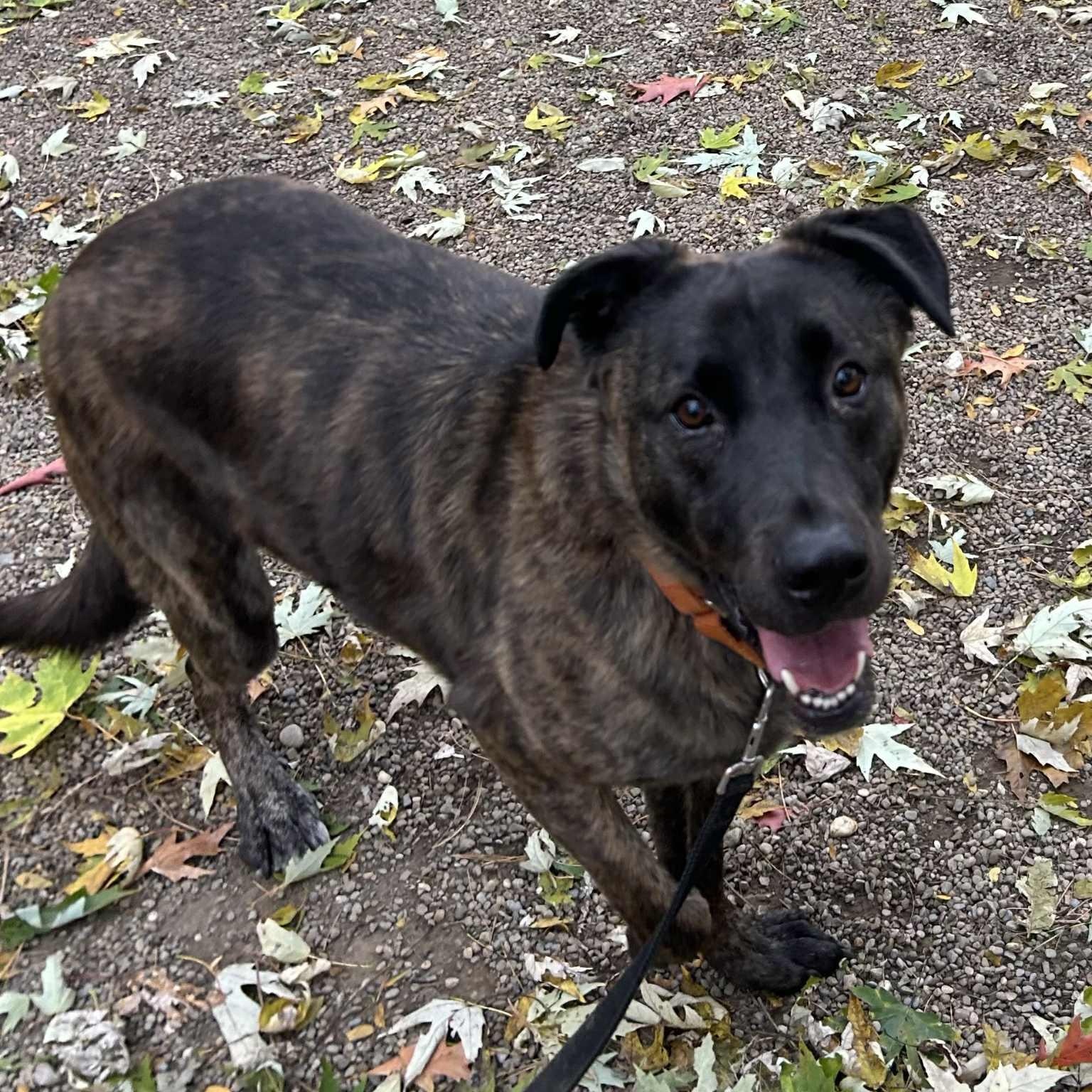 Sunny, a Adoptable mixed breed in Youngstown, OH image 5/6