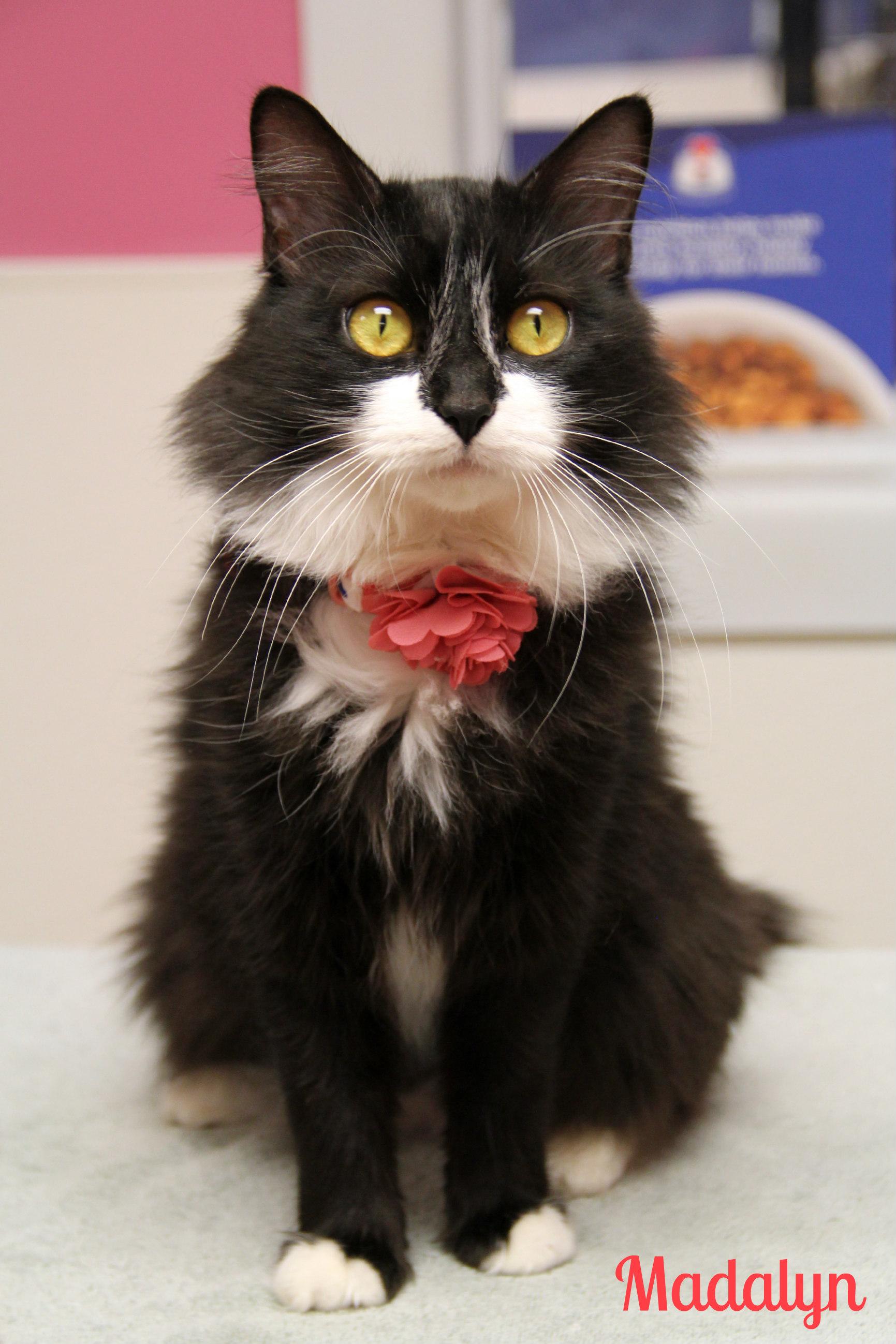 Madalyn , ADOPTABLE, Adult Female Domestic Long Hair.