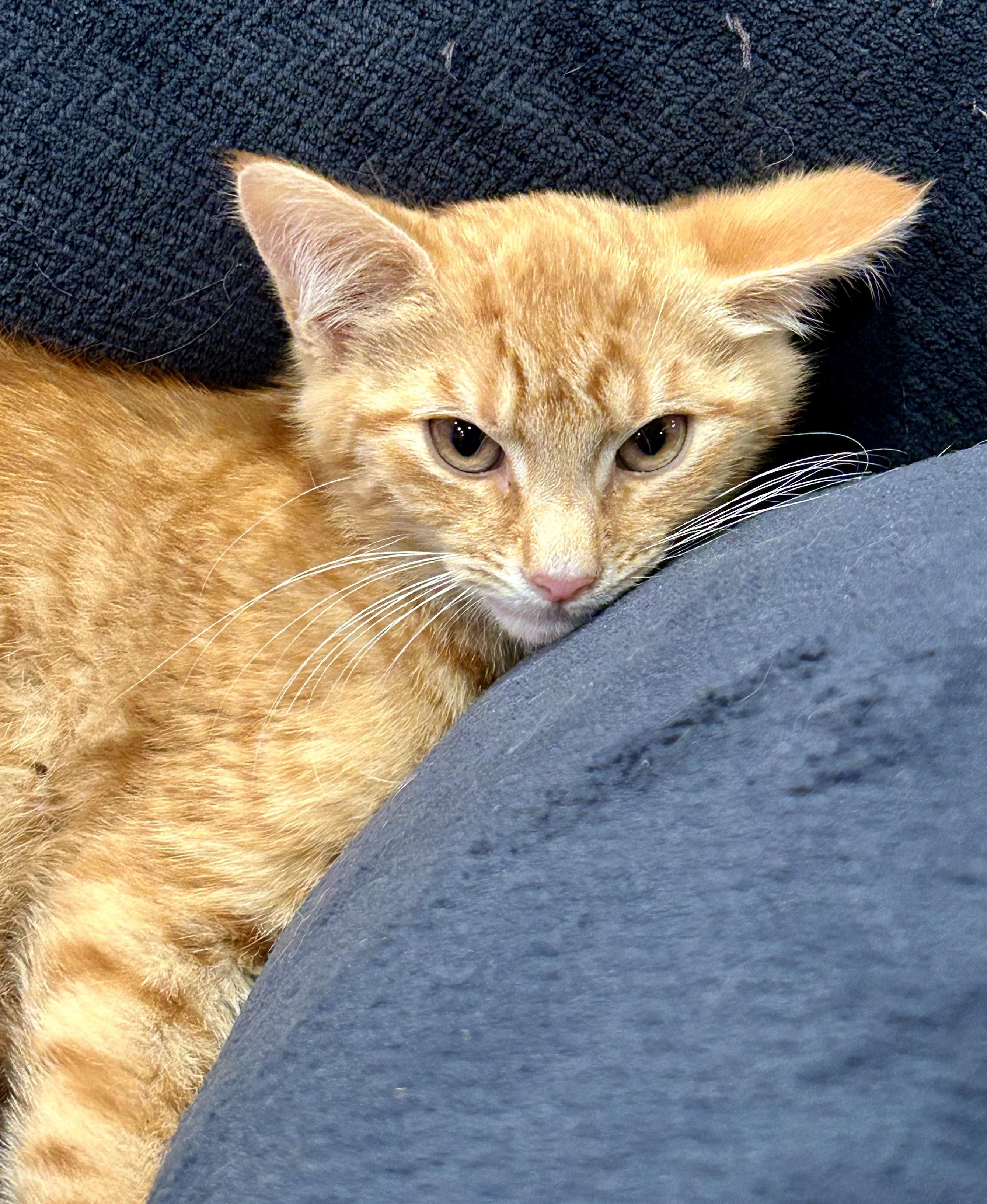 Benny Box, Adoptable, Kitten Male Domestic Medium Hair.