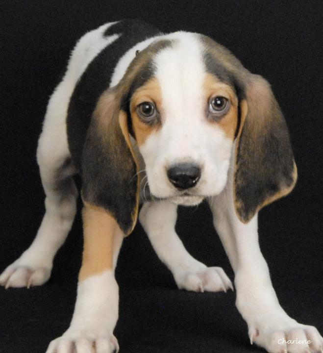 Enlarge Reese, an adopted Treeing Walker Coonhound in Newland, NC image 1/1