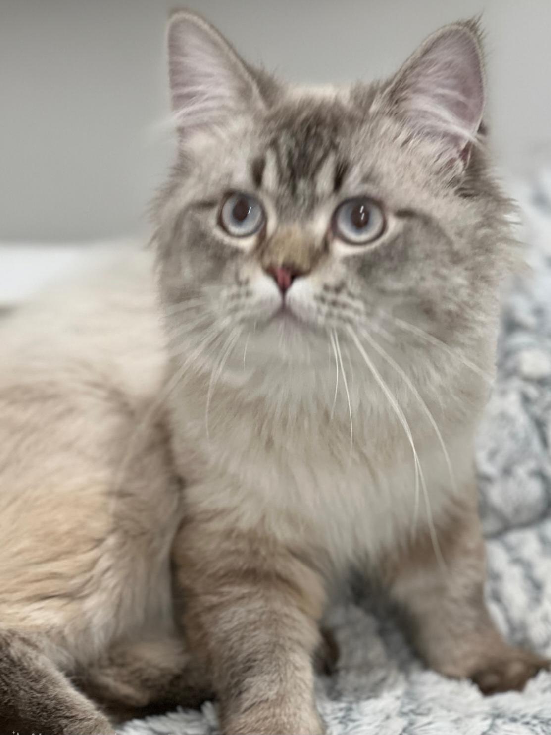 Enlarge Rowan, a Adopted British Shorthair in Snow Hill, MD image 1/1