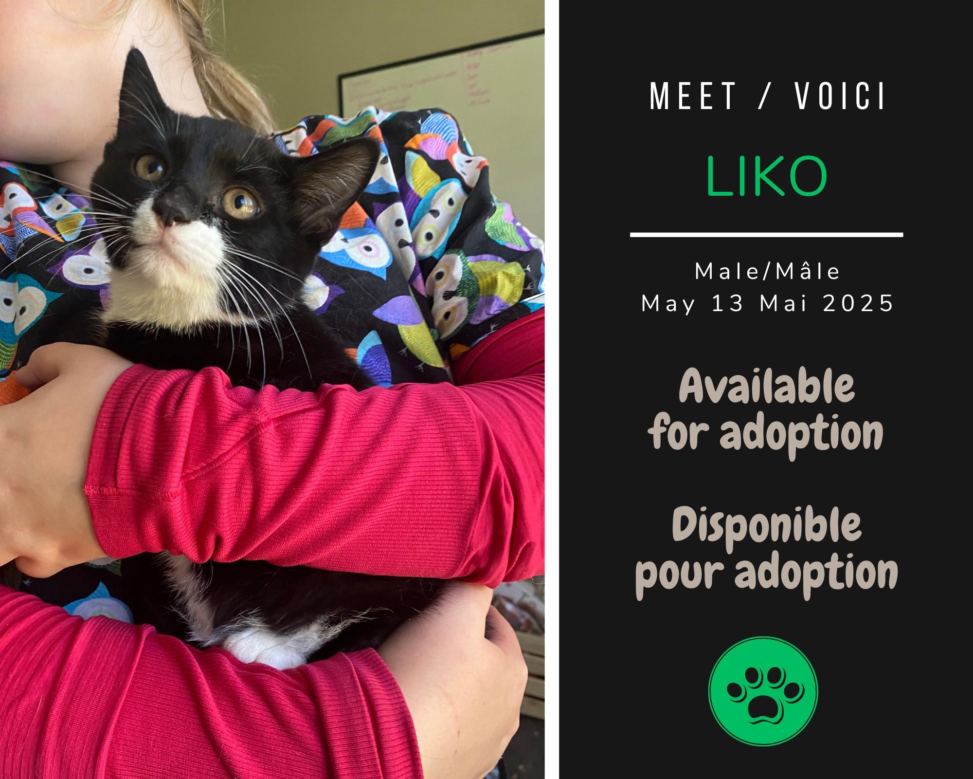 Liko, Adoptable, Young Male Domestic Short Hair.
