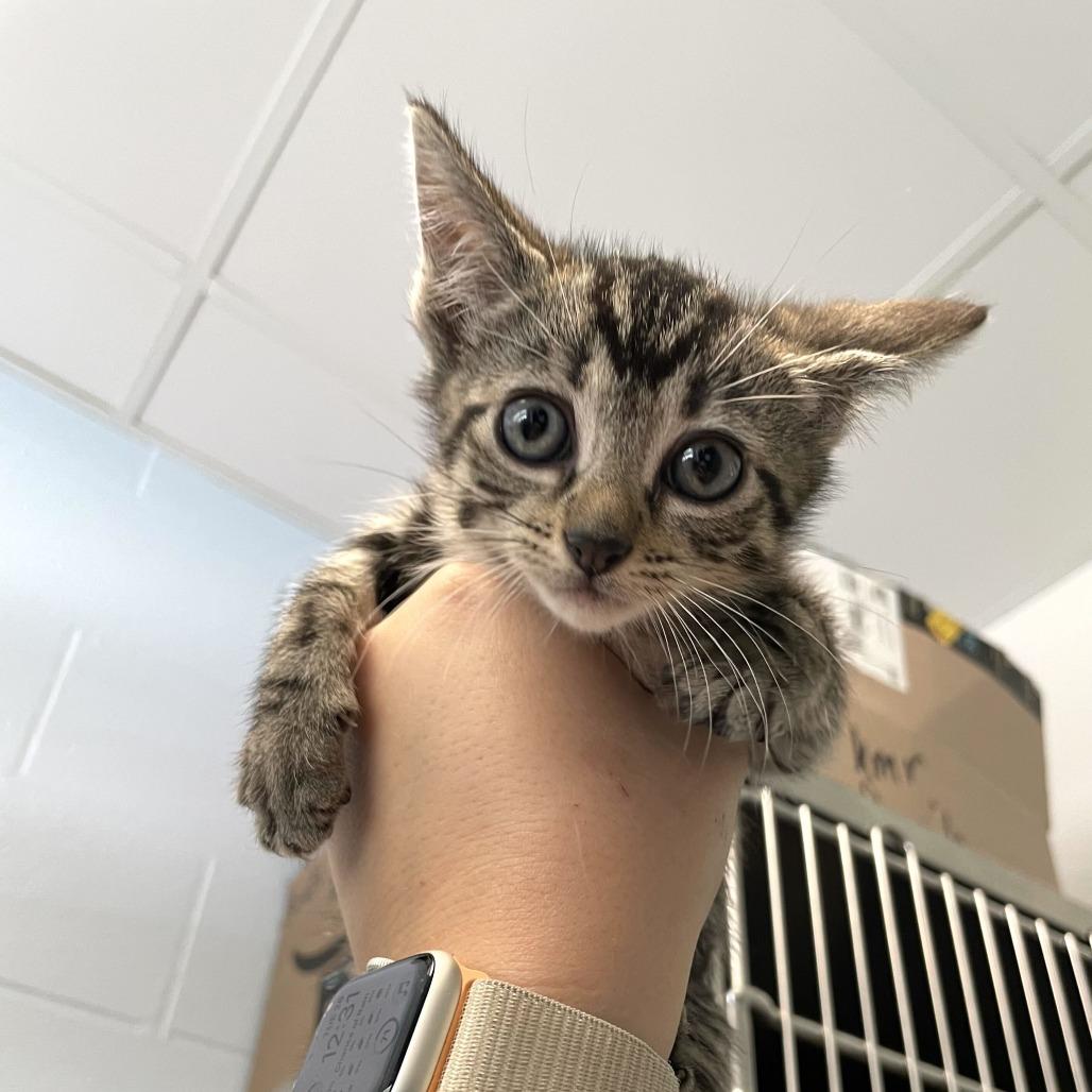 Ulna, Adoptable, Kitten Female Domestic Short Hair.