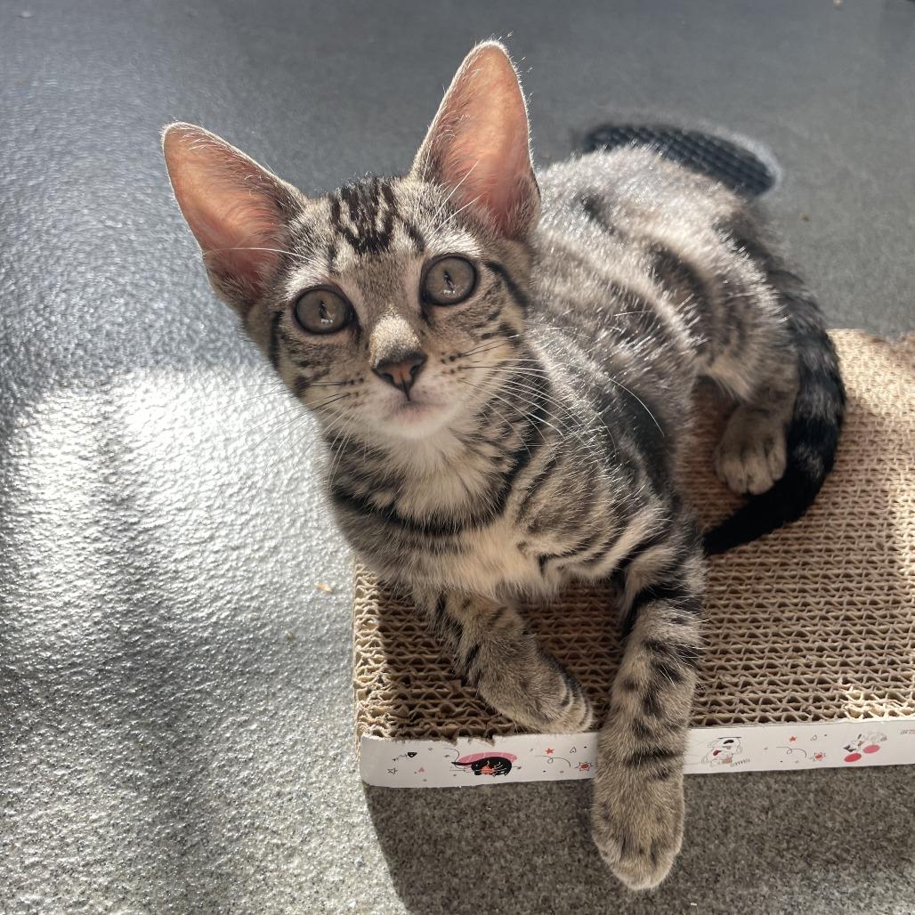 Ulna, a Adoptable Domestic Short Hair in Carencro, LA image 2/2