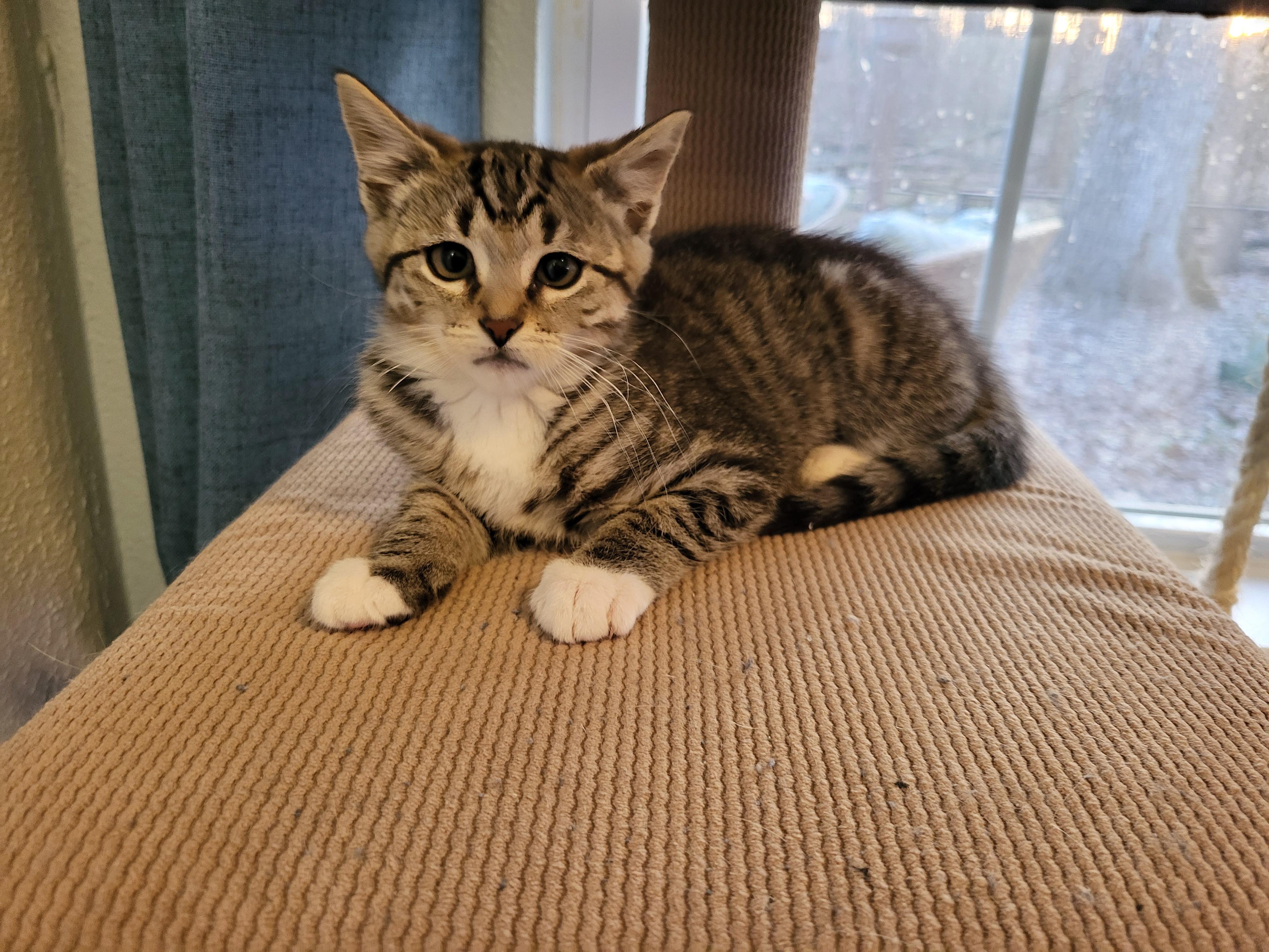 Ruffles, Adoptable, Kitten Female Domestic Short Hair.