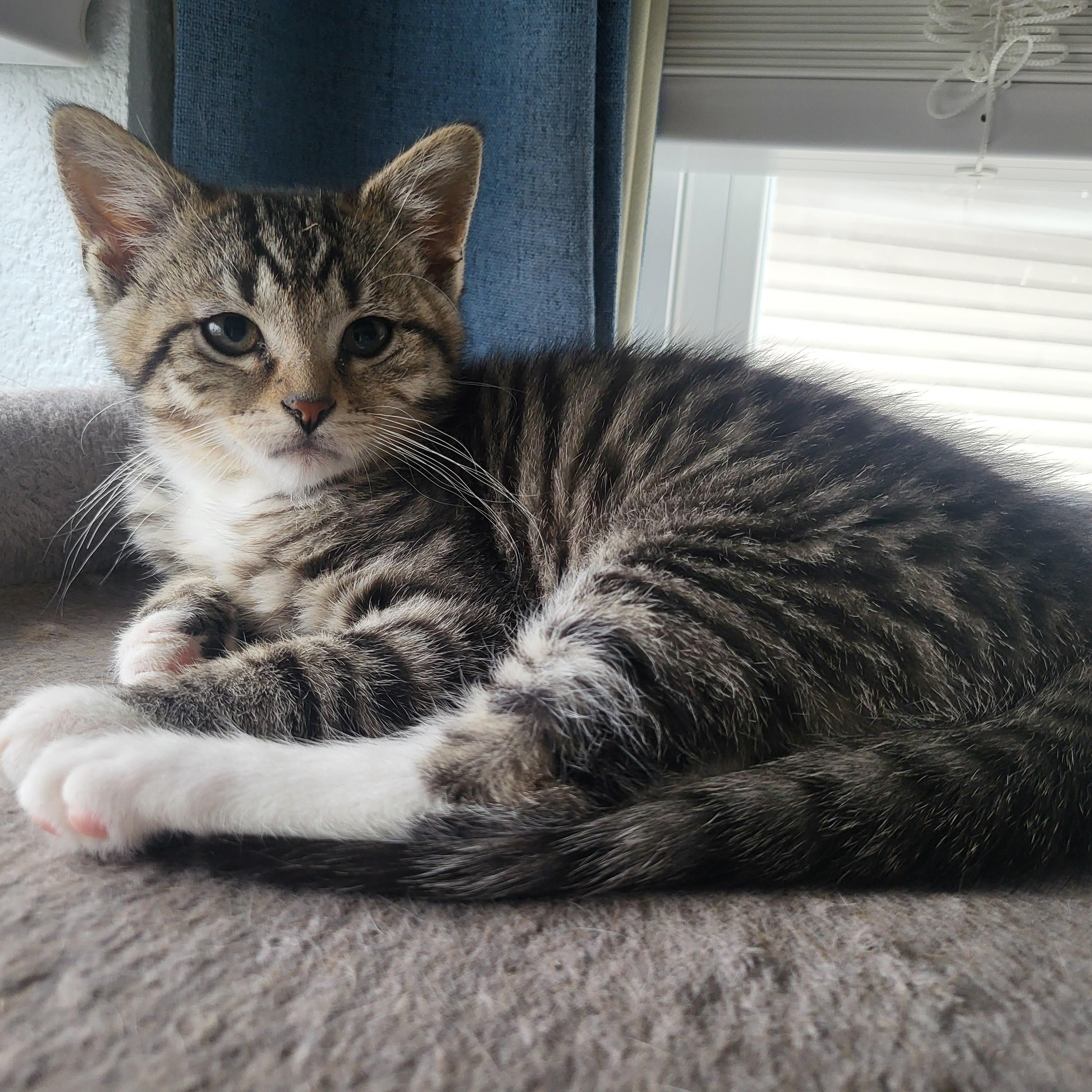 Enlarge Ruffles, a Adoptable Domestic Short Hair in Greenwood, IN image 1/3