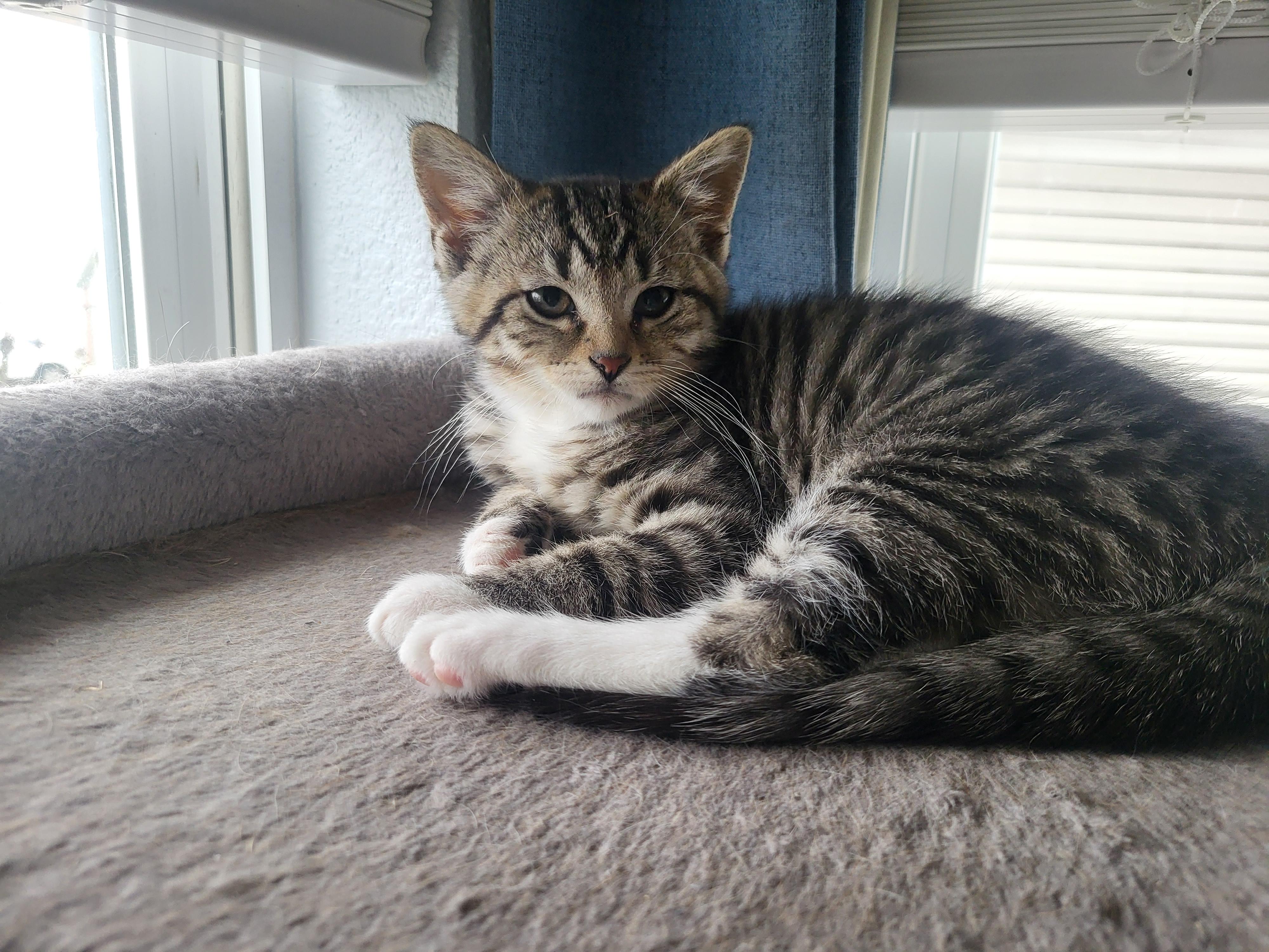 Enlarge Ruffles, a Adoptable Domestic Short Hair in Greenwood, IN image 3/3