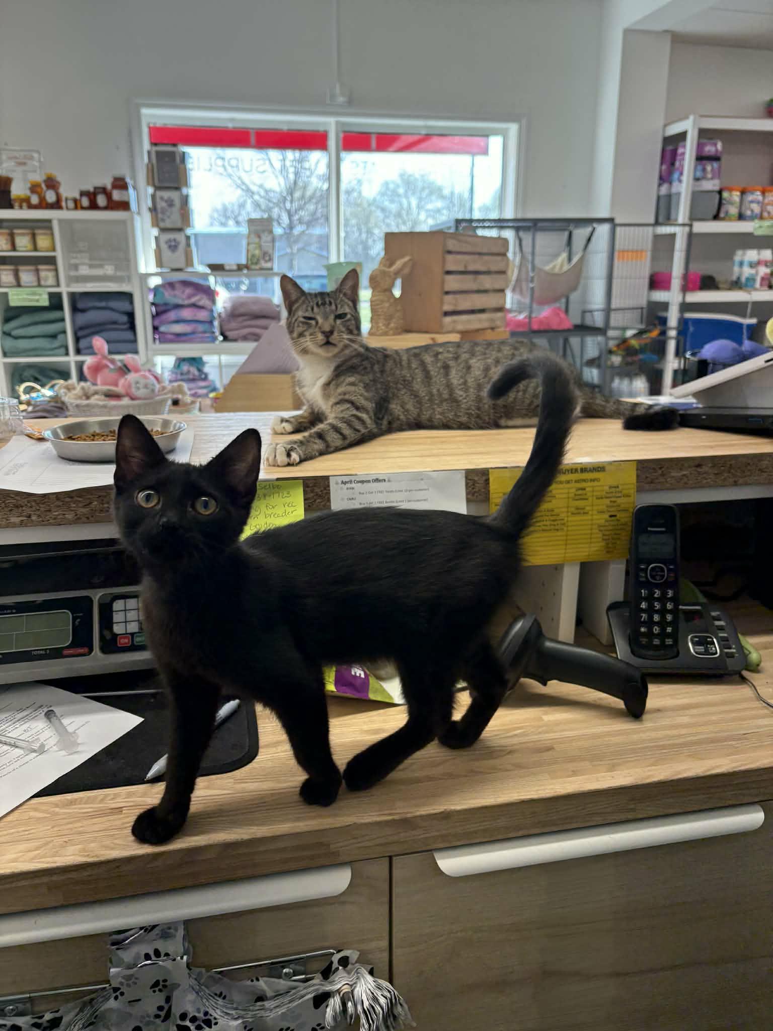 Enlarge Jack Daniels, an adopted Domestic Short Hair in Stoughton, WI image 2/6