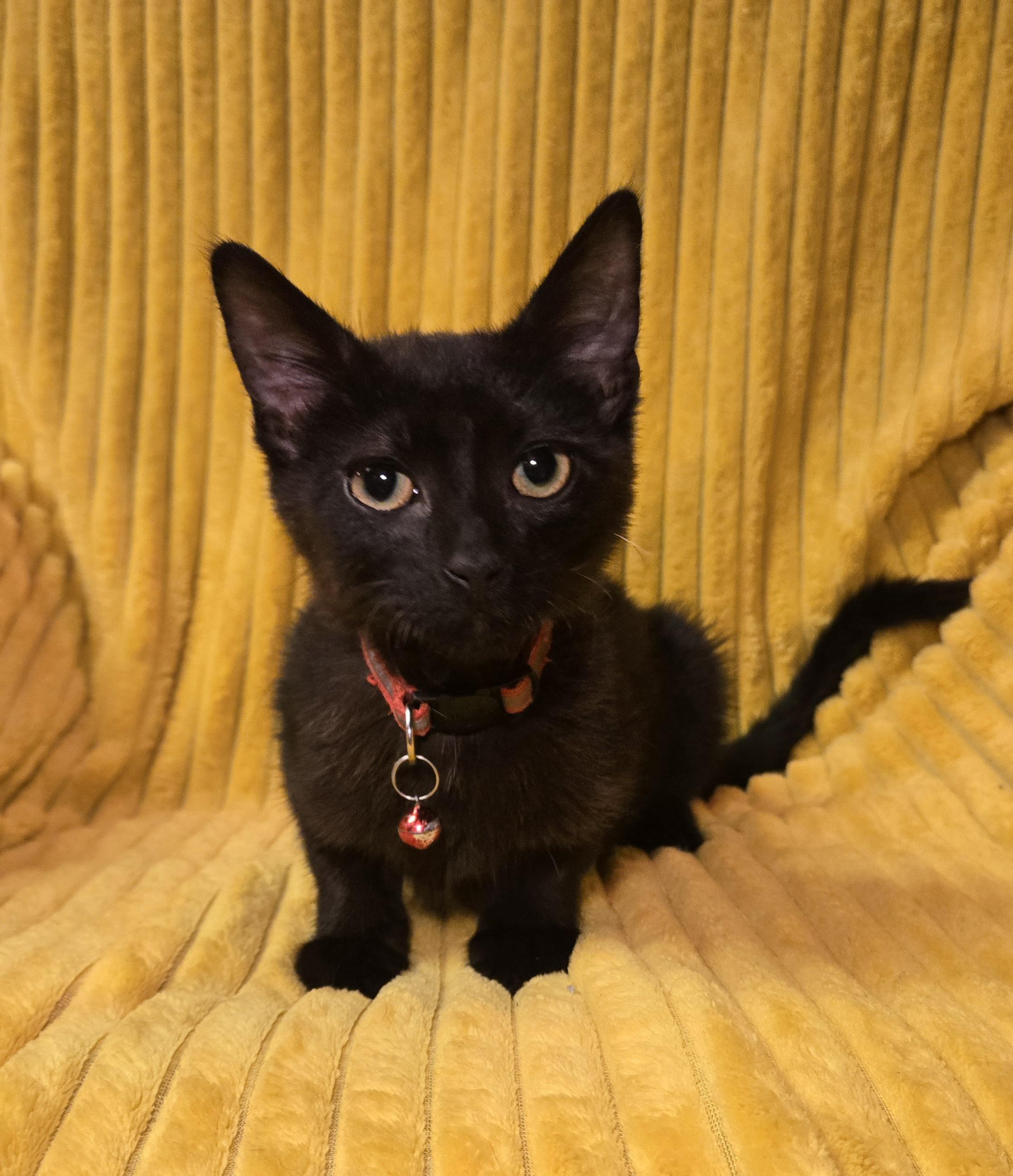 Enlarge Jack Daniels, an adopted Domestic Short Hair in Stoughton, WI image 3/6