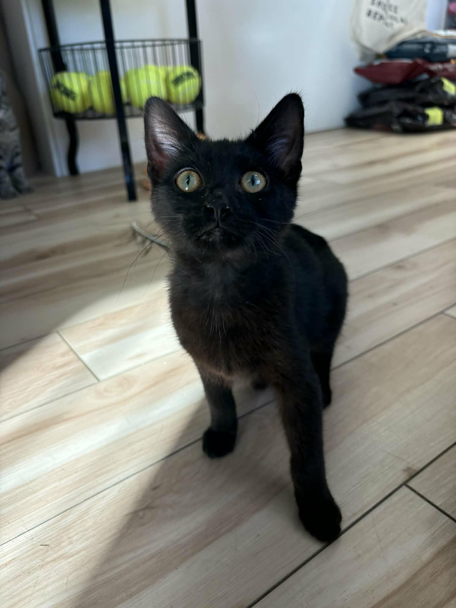 Jack Daniels, adopted, Kitten Male Domestic Short Hair.
