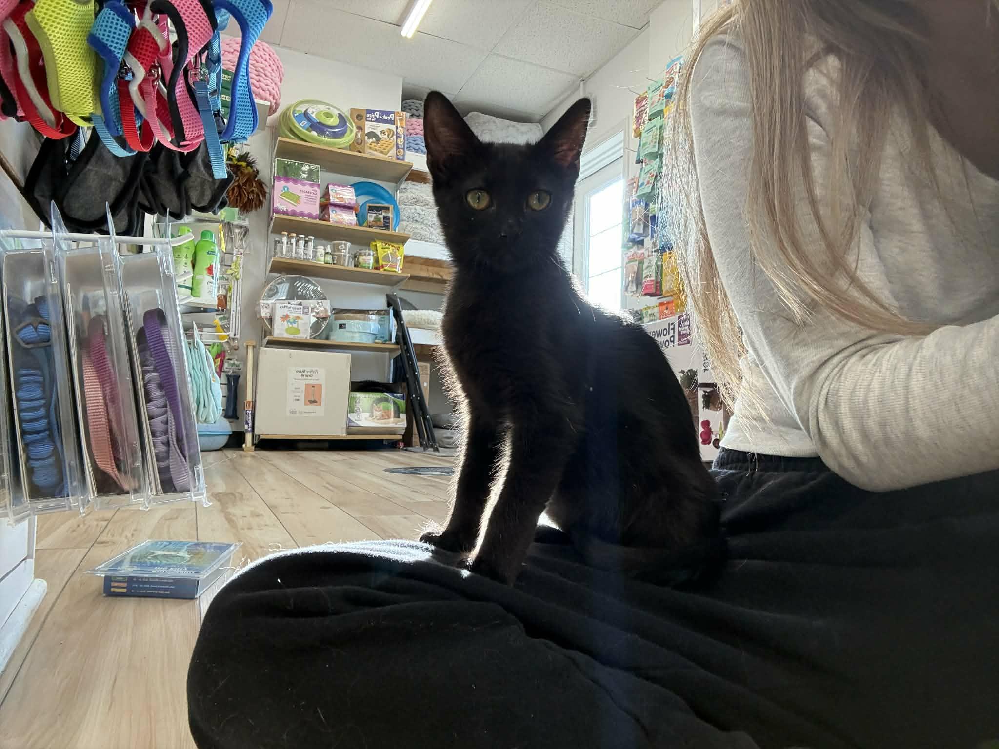Enlarge Jack Daniels, an adopted Domestic Short Hair in Stoughton, WI image 5/6