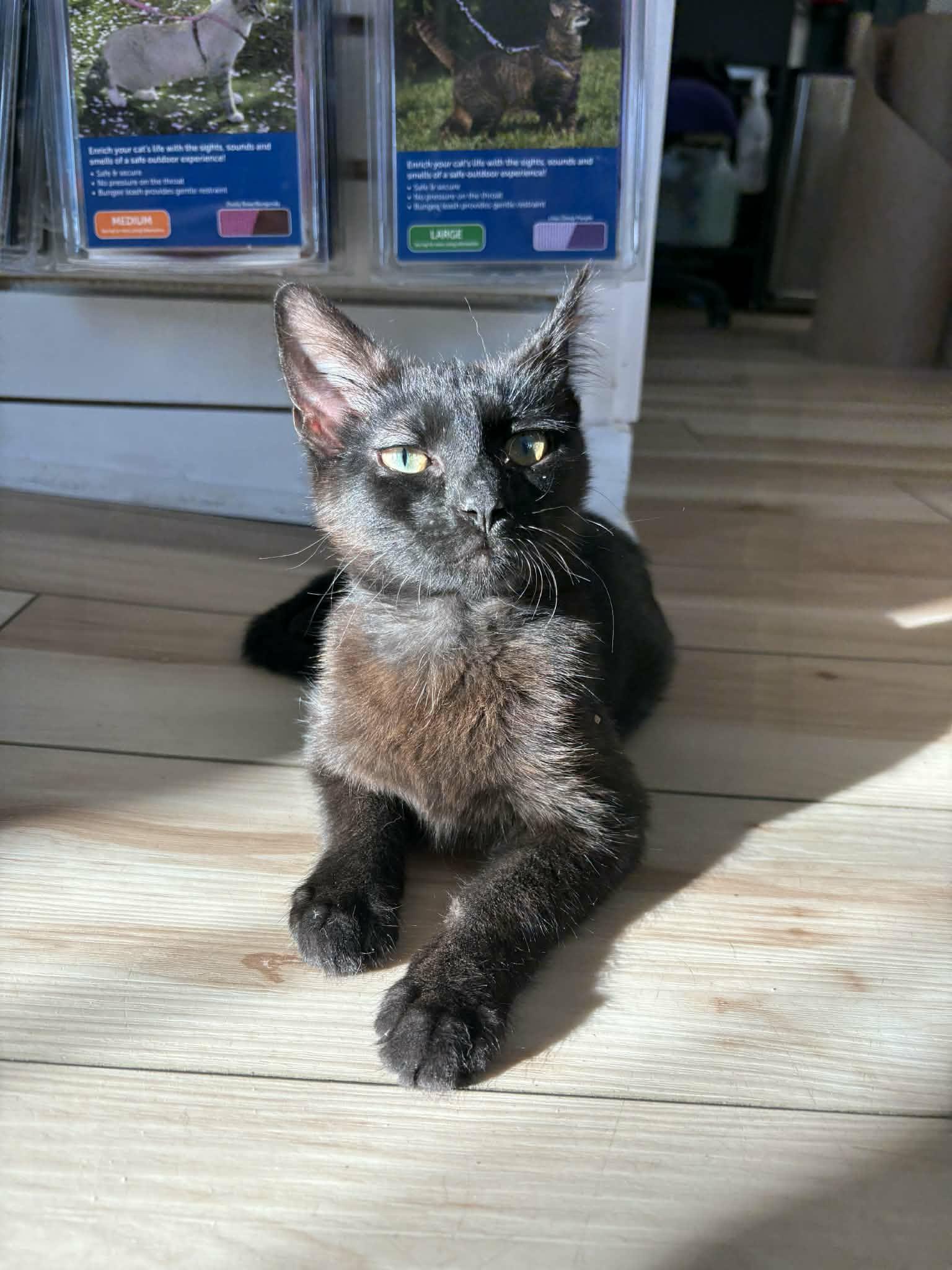 Enlarge Jack Daniels, an adopted Domestic Short Hair in Stoughton, WI image 4/6