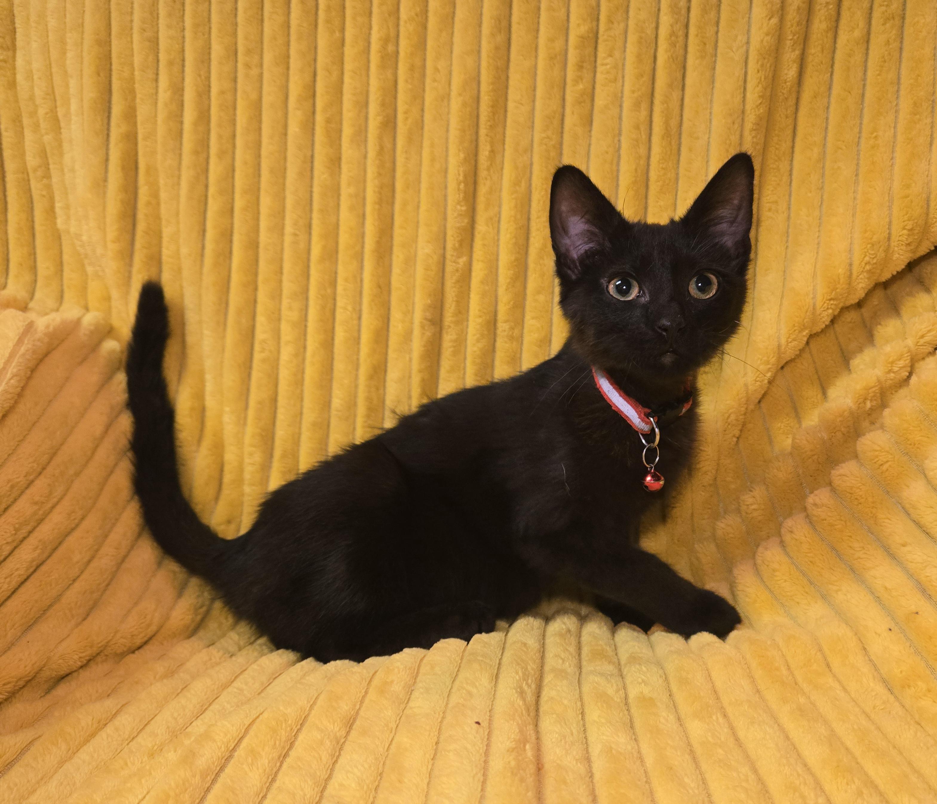 Enlarge Jack Daniels, an adopted Domestic Short Hair in Stoughton, WI image 6/6