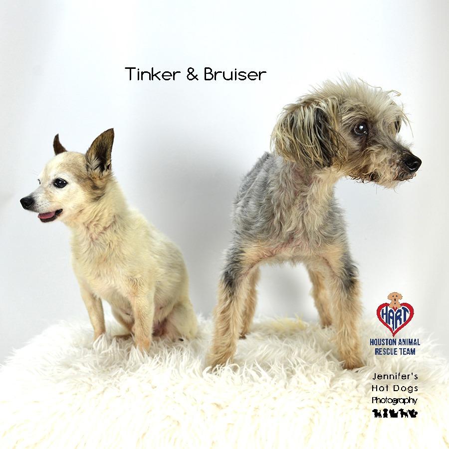 Tinker, Adoptable, Senior Male Chihuahua.