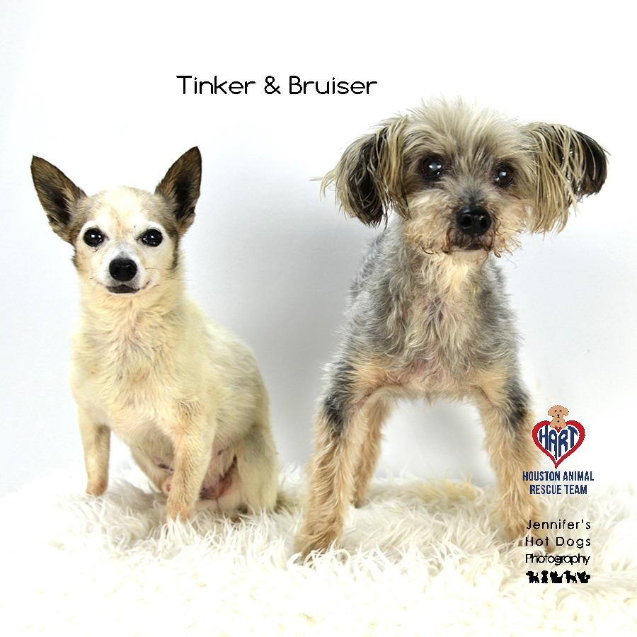 Tinker — thumbnail 2