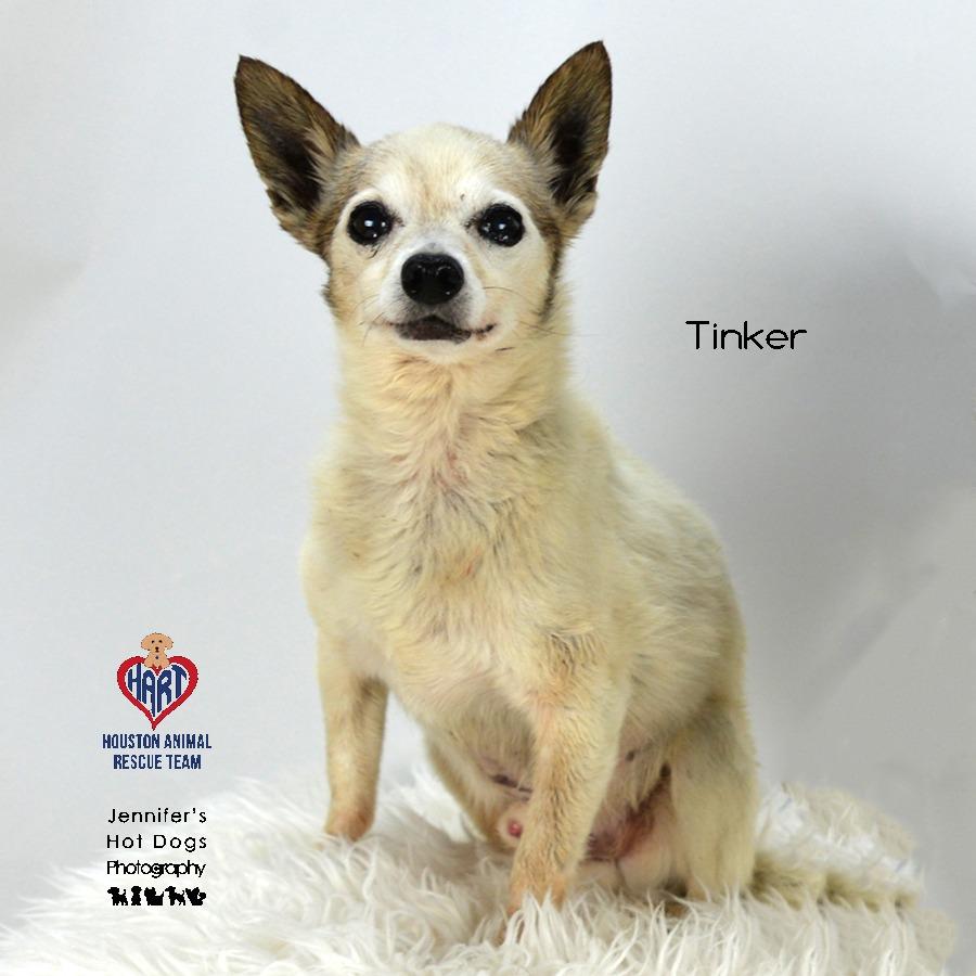 Enlarge Tinker, a Adoptable Chihuahua in Tomball, TX image 2/4