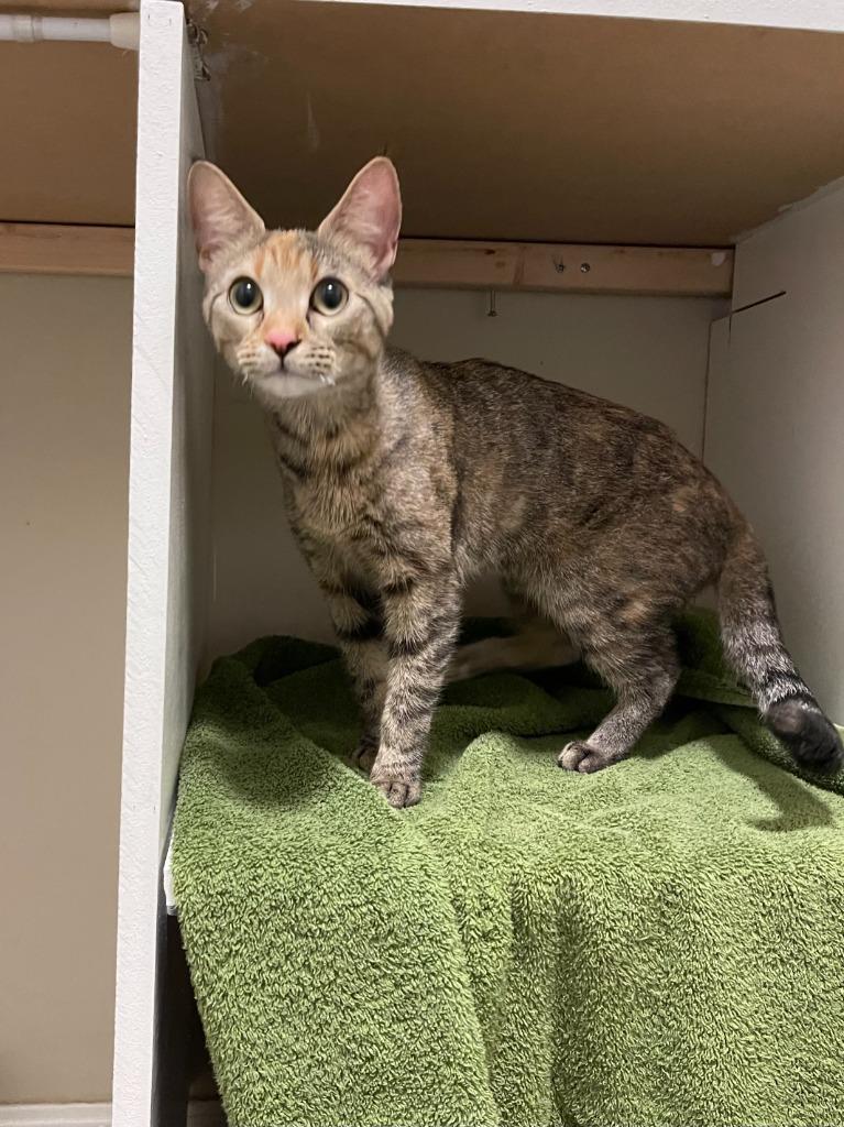 Reba, Adopted, Kitten Female Domestic Short Hair.