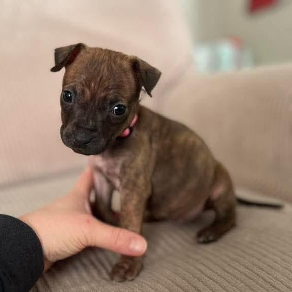 Enlarge Pickle , a ADOPTABLE mixed breed in Spring hill, TN image 1/4