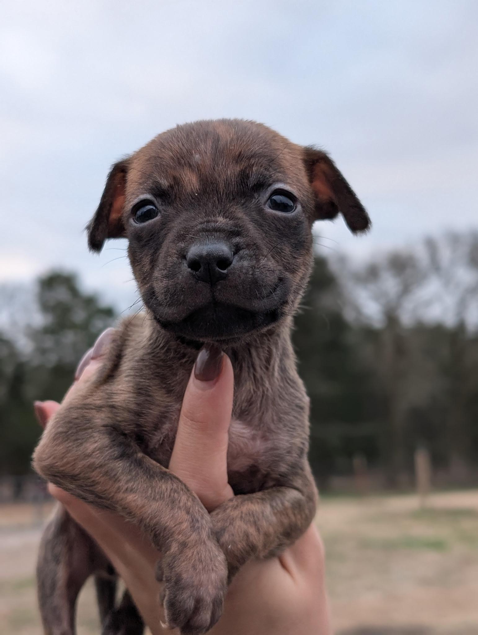 Enlarge Pickle , a ADOPTABLE mixed breed in Spring hill, TN image 4/4