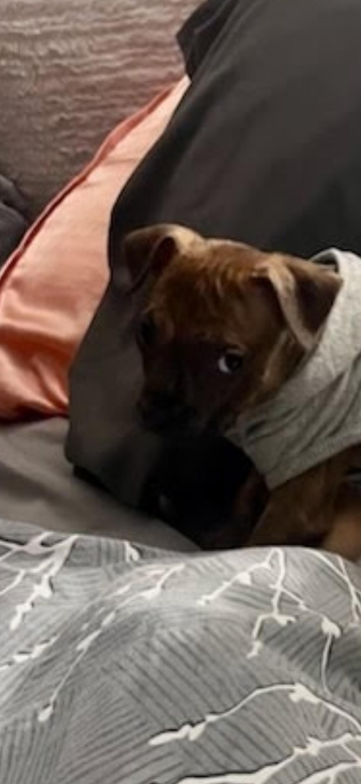 Pickle , ADOPTABLE, Puppy Female Mixed Breed & Labrador Retriever.