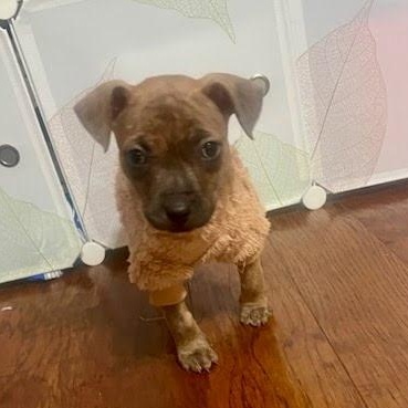 Pickle , ADOPTABLE, Puppy Female Mixed Breed & Labrador Retriever.