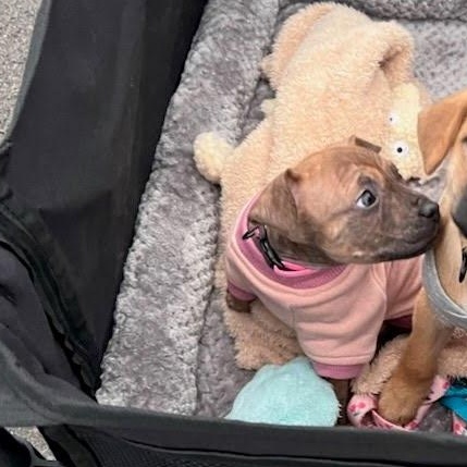 Enlarge Pickle , a ADOPTABLE mixed breed in Spring hill, TN image 2/4