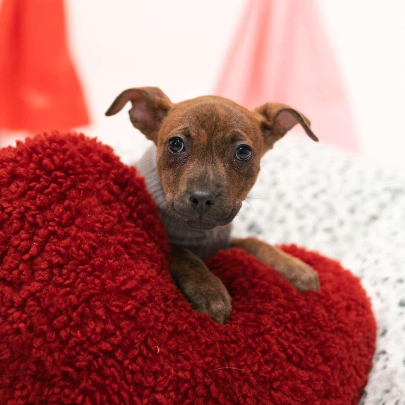 Snooki, adoptable, Puppy Female Miniature Pinscher.