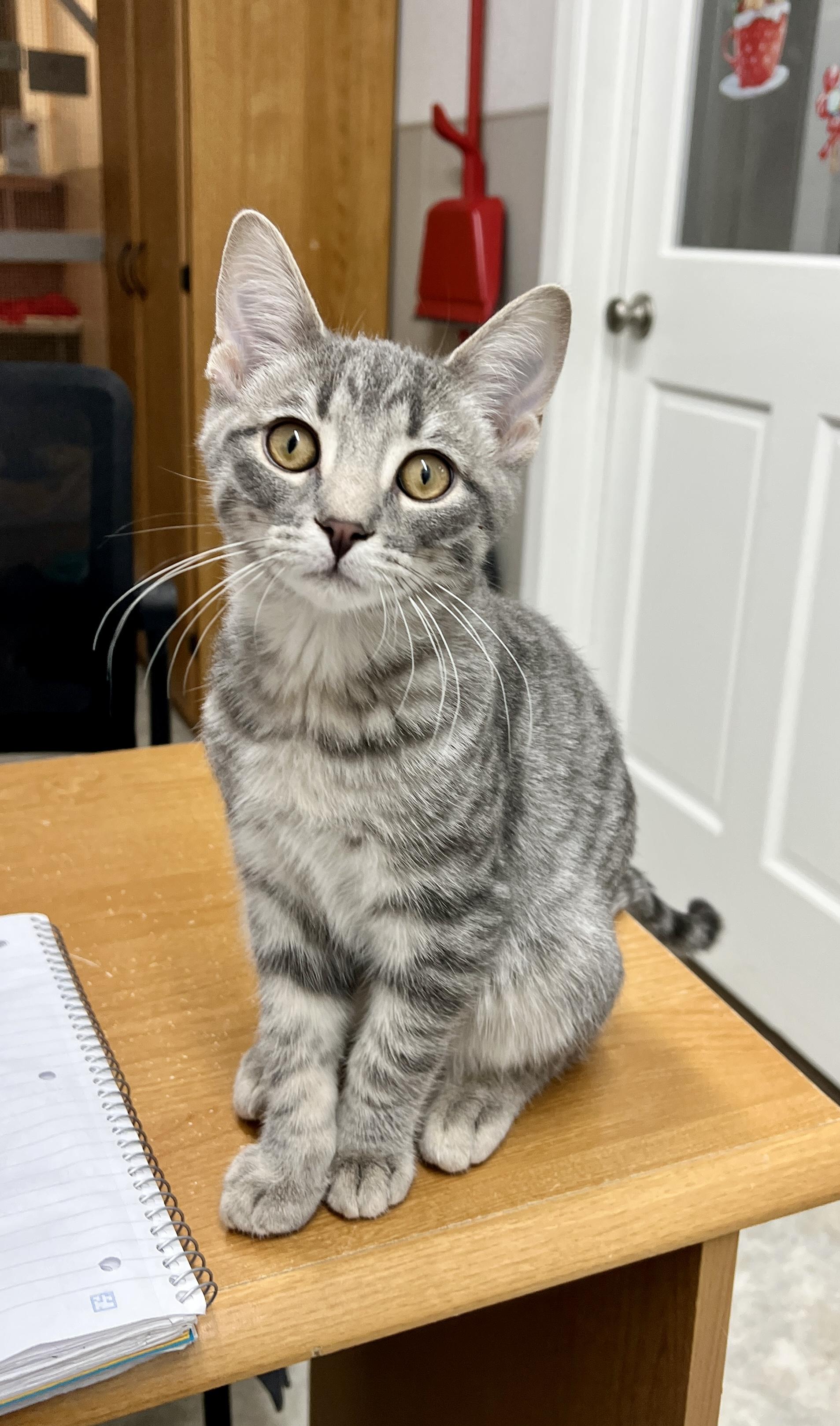 Donnie, Adoptable, Young Male Domestic Short Hair.