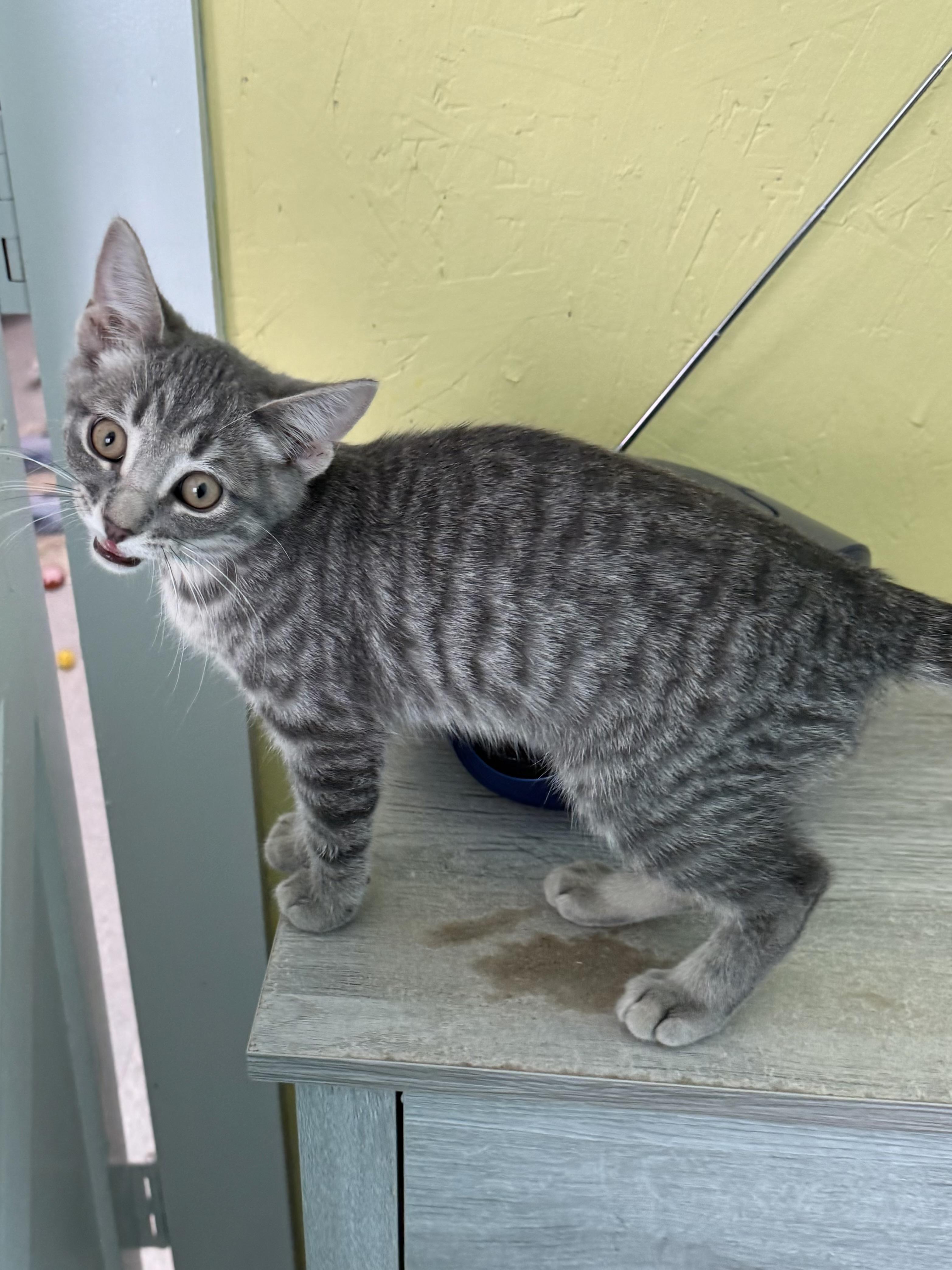 Enlarge Donnie, a Adoptable Domestic Short Hair in Jamestown, ND image 1/1