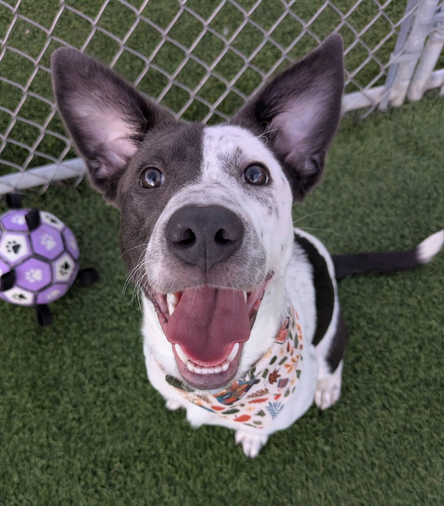 Tessie, Adoptable, Puppy Female Australian Cattle Dog / Blue Heeler & Mixed Breed.