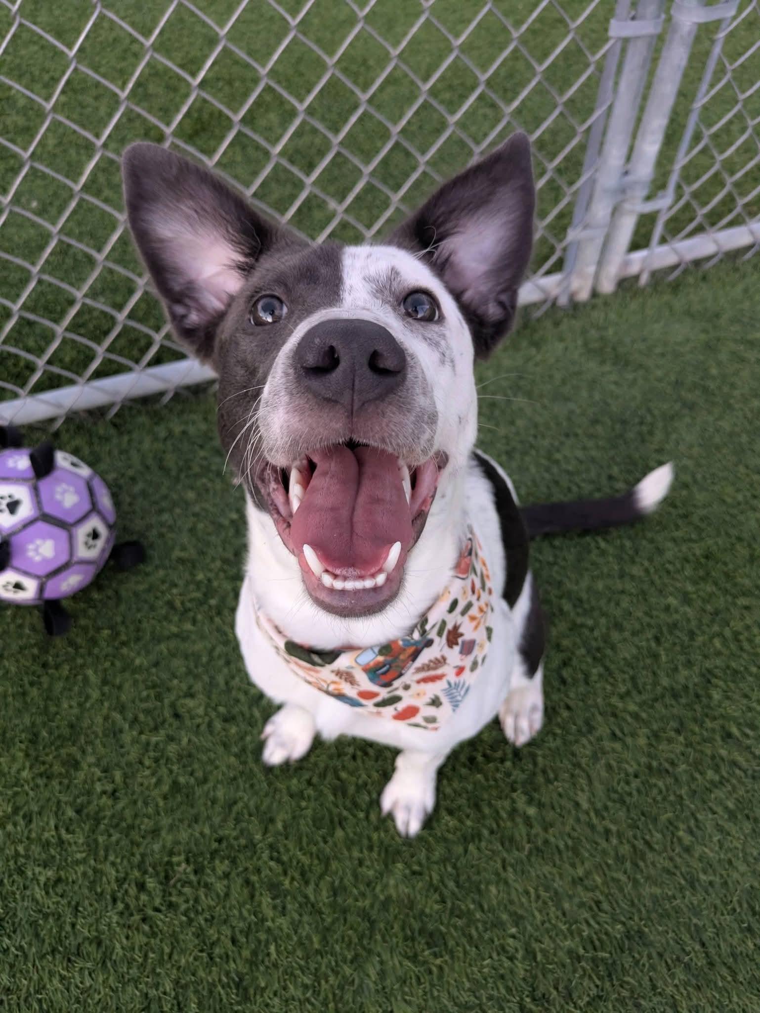Enlarge Tessie, a Adoptable mixed breed in Cedar Rapids, IA image 4/6