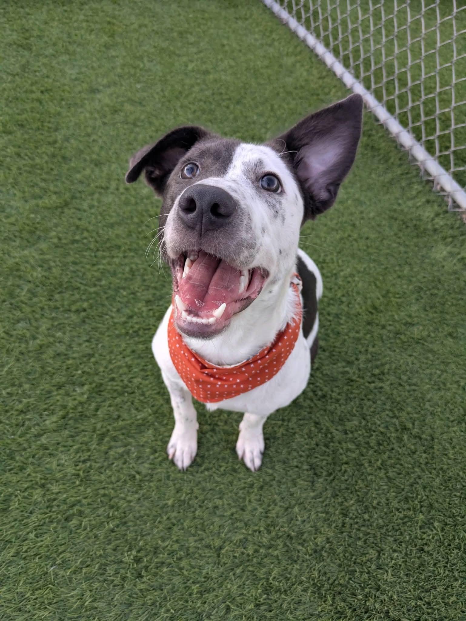 Enlarge Tessie, a Adoptable mixed breed in Cedar Rapids, IA image 3/6