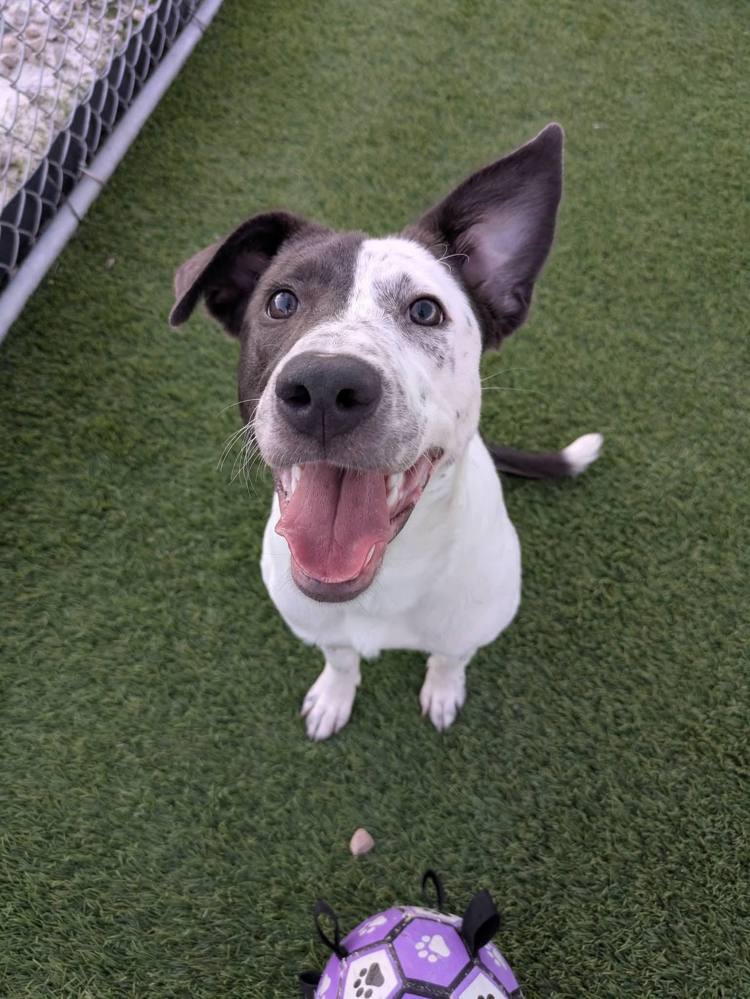 Enlarge Tessie, a Adoptable mixed breed in Cedar Rapids, IA image 5/6
