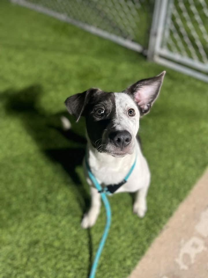 Enlarge Tessie, a Adoptable mixed breed in Cedar Rapids, IA image 6/6