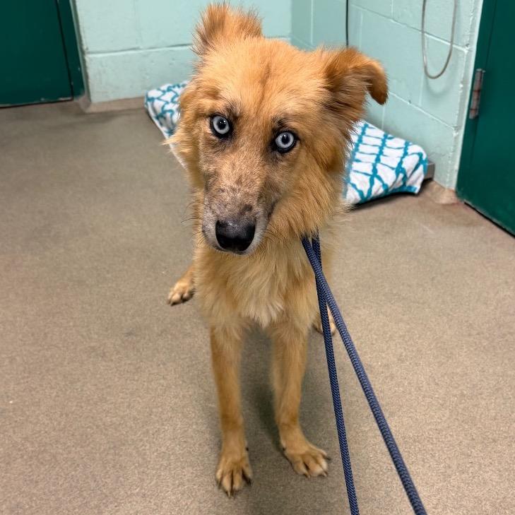 Shenzi, Adoptable, Adult Female Mixed Breed.