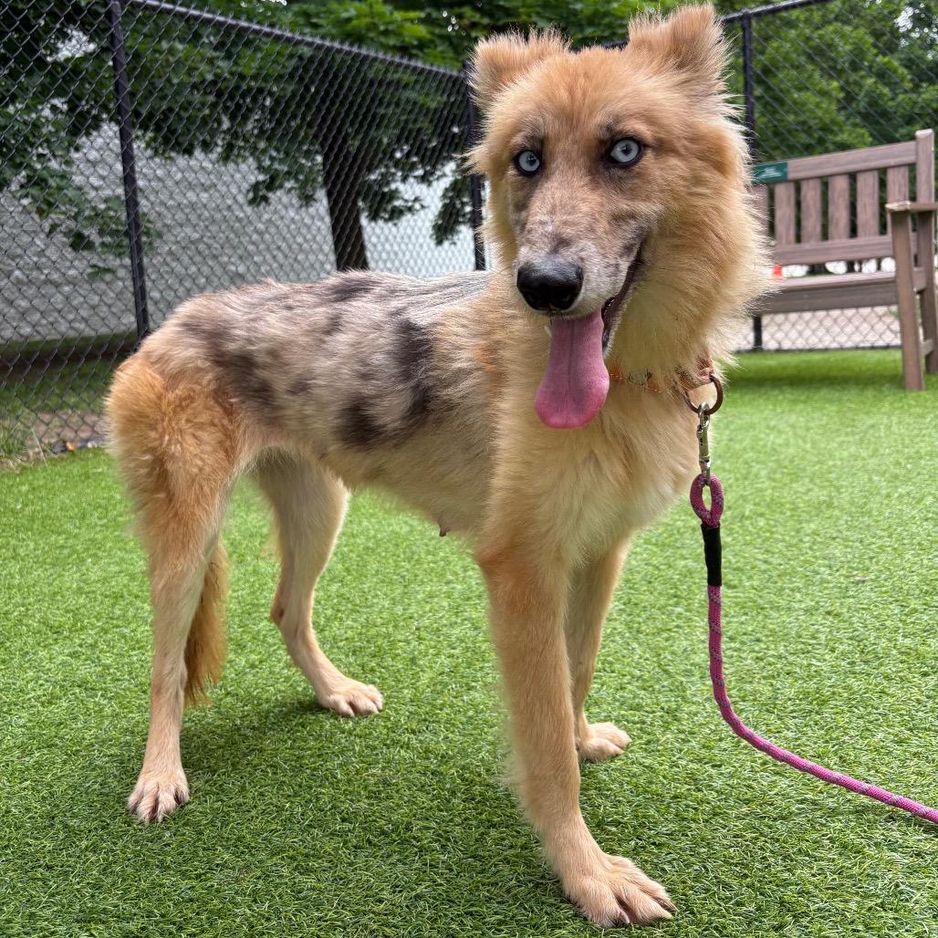 Shenzi, a Adoptable Mixed Breed in Waukesha, WI image 2/2