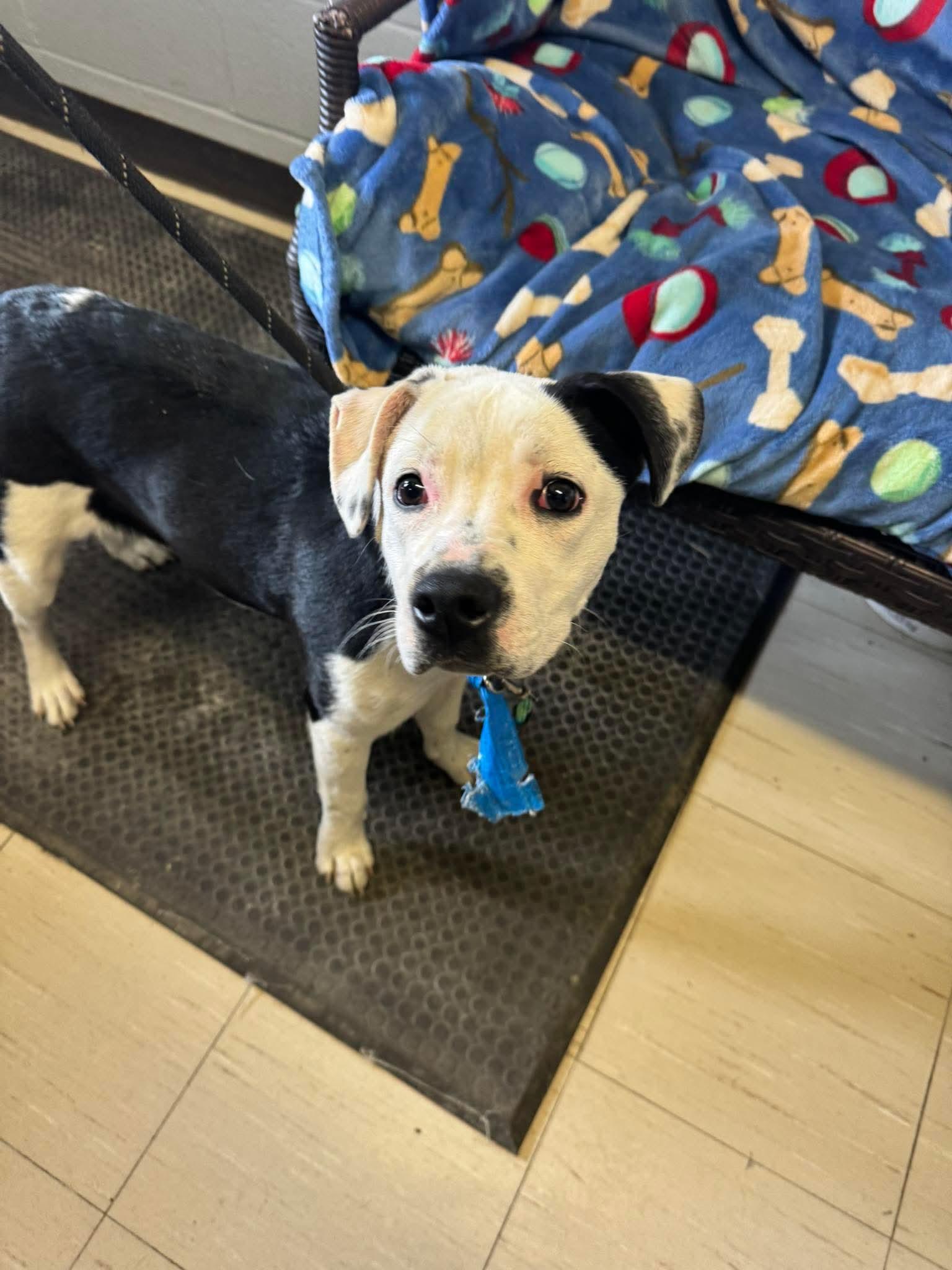 Mouse, Adoptable, Young Female Pit Bull Terrier.