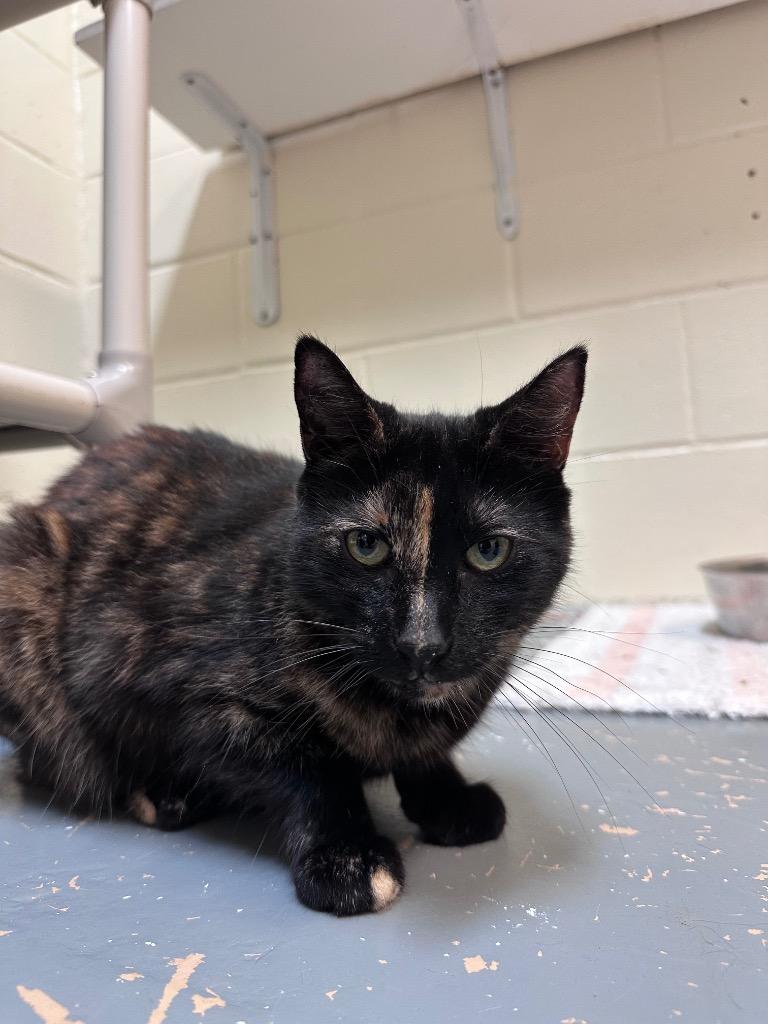 Laura, Adoptable, Adult Female Domestic Short Hair.
