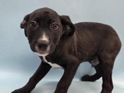 Kirk, Adoptable, Puppy Male Pit Bull Terrier & Mixed Breed.