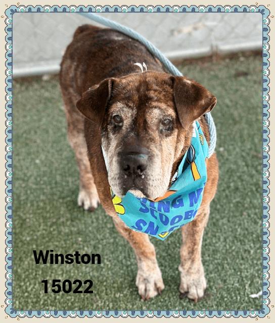 WINSTON