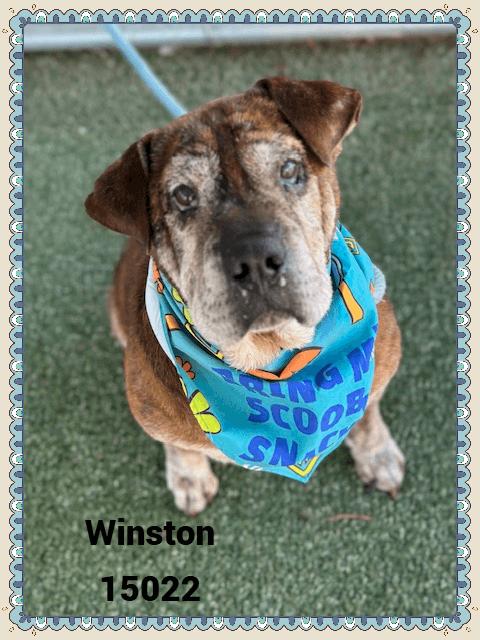 WINSTON