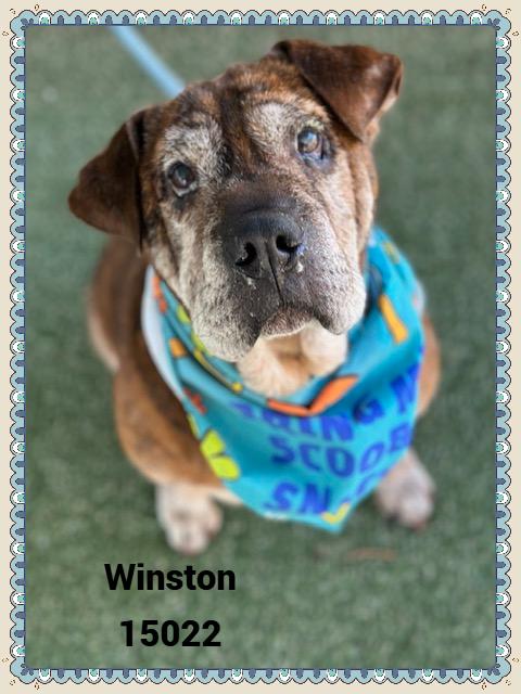 WINSTON