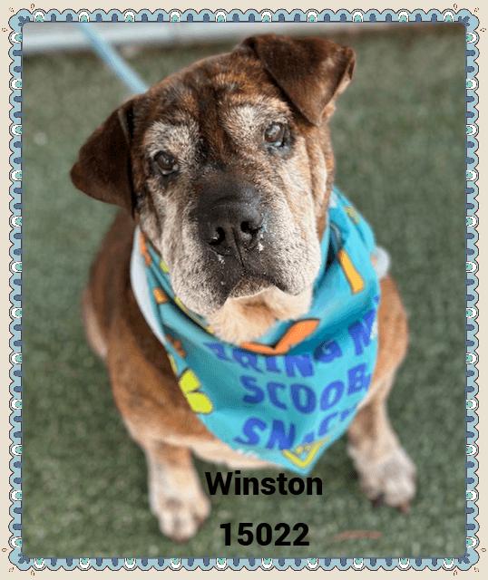 WINSTON
